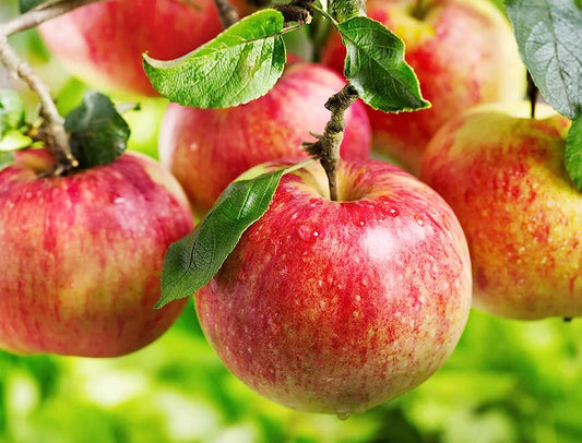 100+ Apple Seeds for Planting
