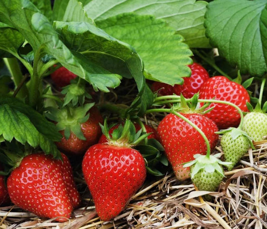 500 Red Perpetual Strawberry Seeds for Planting